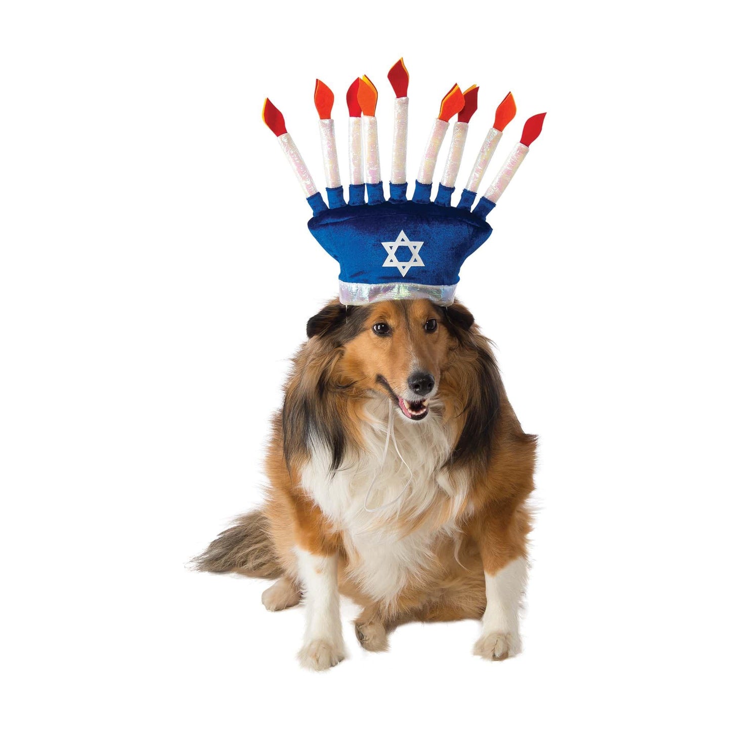 master-Menorah Pet Hat-P1018154