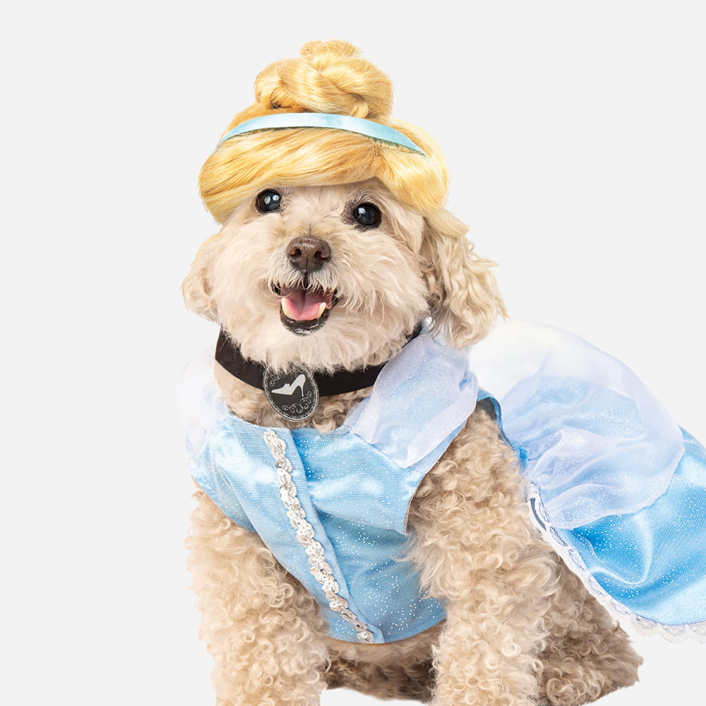 A fluffy, light-brown dog wearing a Cinderella costume, complete with a blonde wig, blue headband, and a shimmering blue dress.